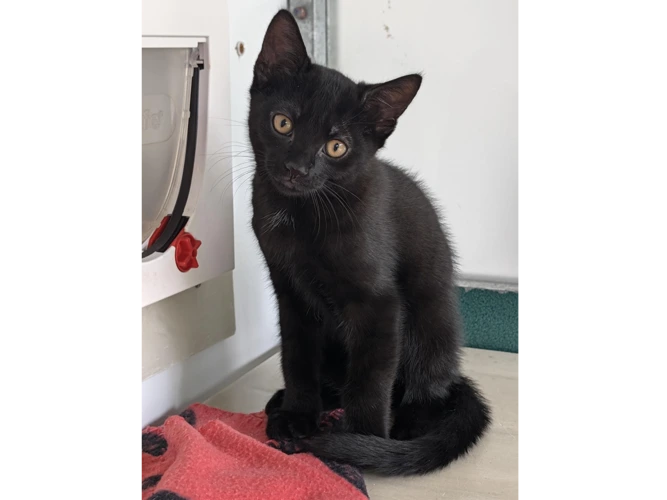 Noisy and Tiny Patch