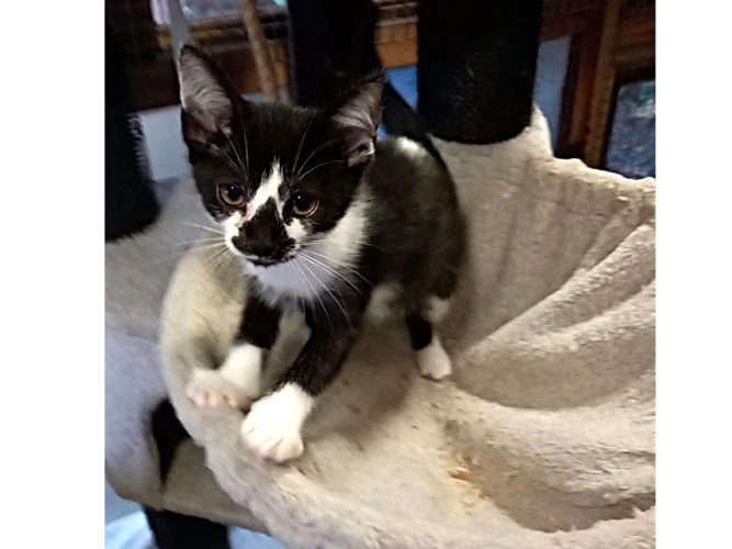Kitten - Topaz