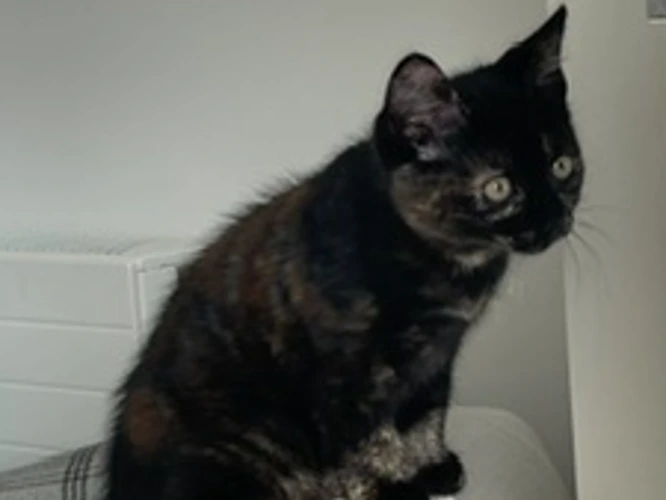 Shyla