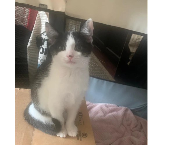 Kitten – Nancy