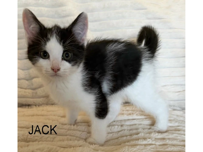 JACK