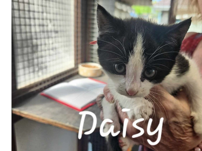 Daffodil , Daisy , Lupin , Tulip & Mali