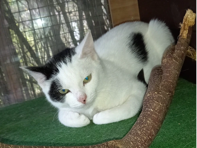 Professional Mouser – Fury