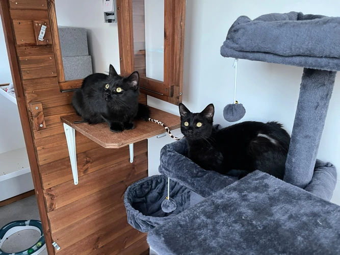 Roxy & Jinx
