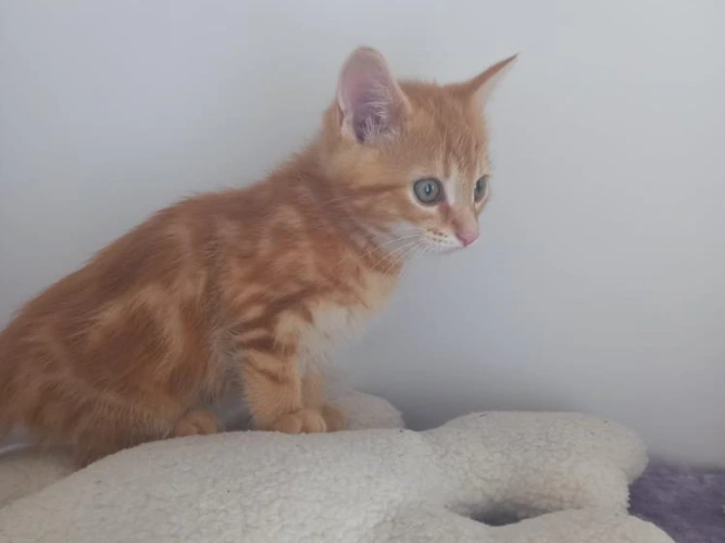 Simba