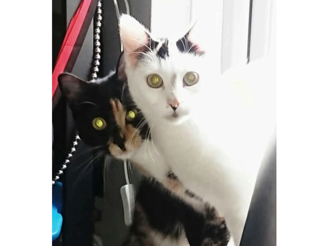 Fifi and Carrie