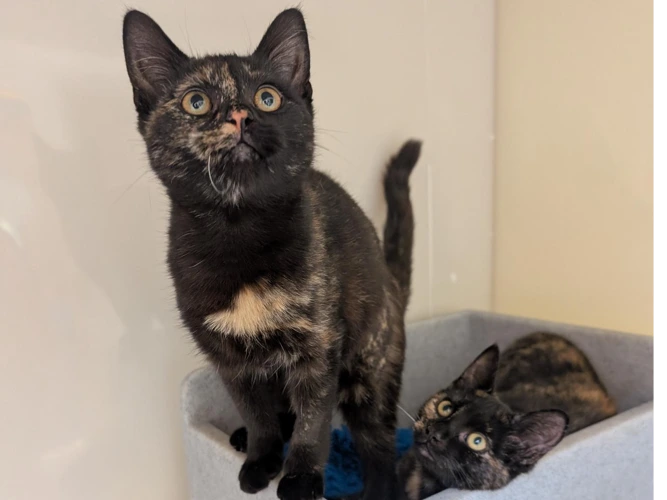 Tortoiseshell Kittens - Pair