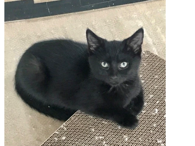 Kitten – Bella