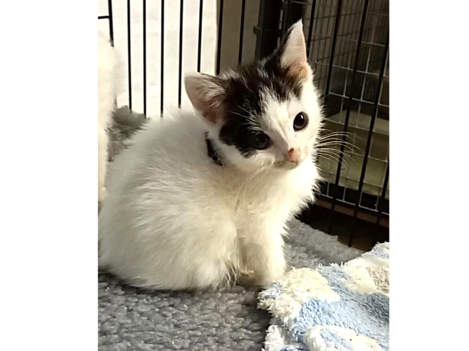 Kittens – Dolly & Kenny