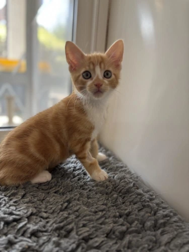 Amber