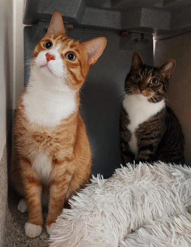 Zeus and Oden Bonded Pair