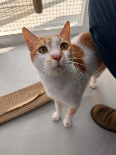 Pip