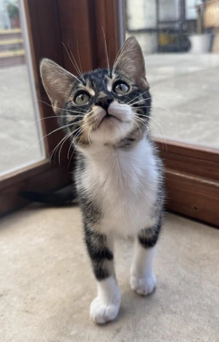 Orchid and Mowgli