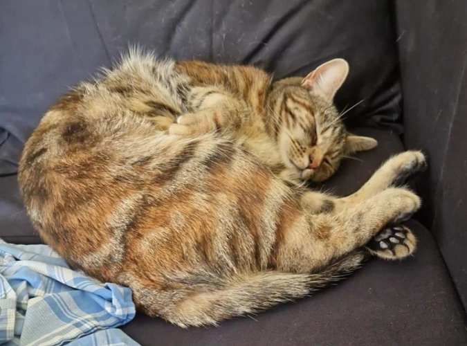 Ruby 1y female