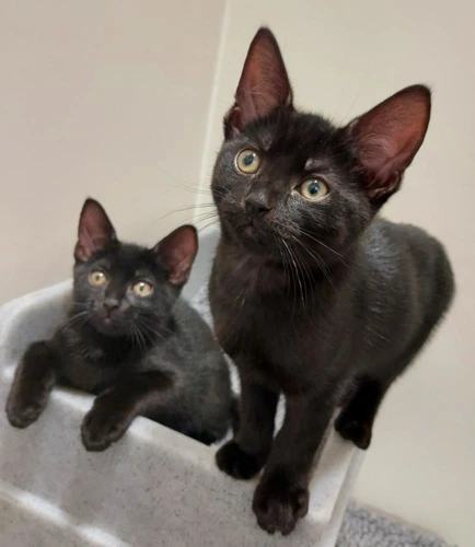 Cazuela and Cinco Cerros 11w Kittens