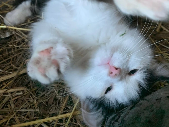 Information - Outdoor Cats