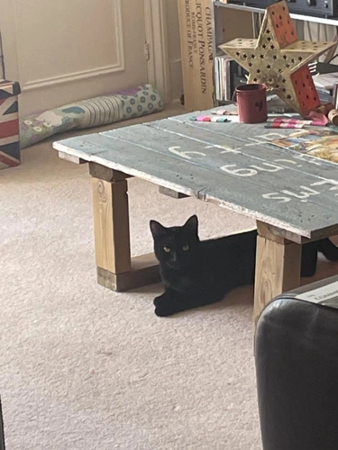 .Viola Sanderson - 1y female