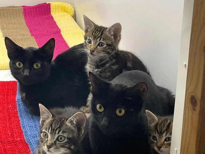 New in - kittens