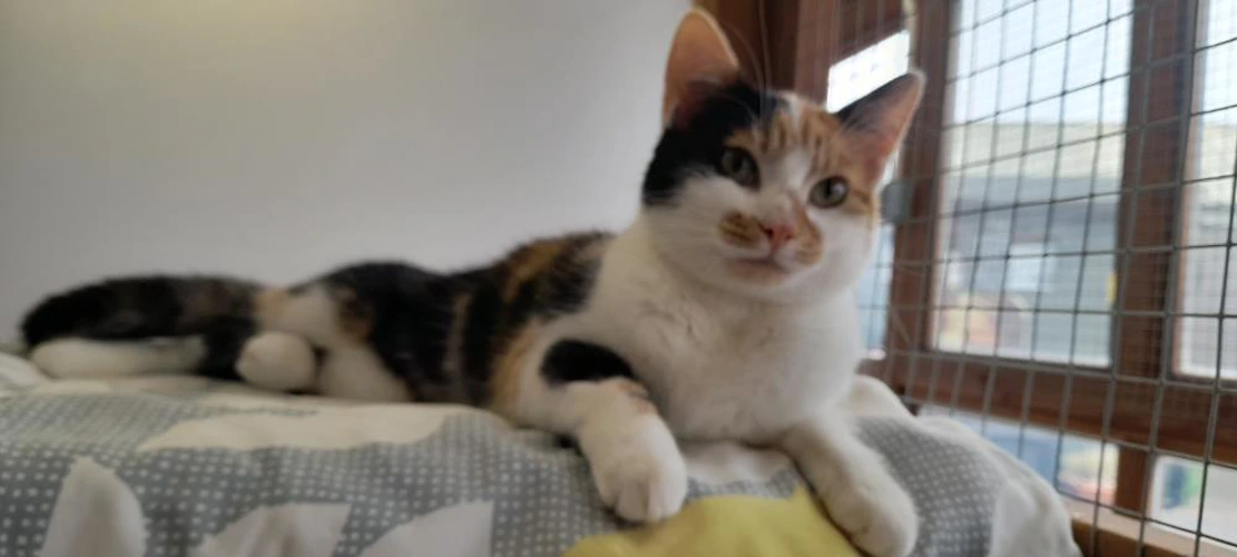 Molly