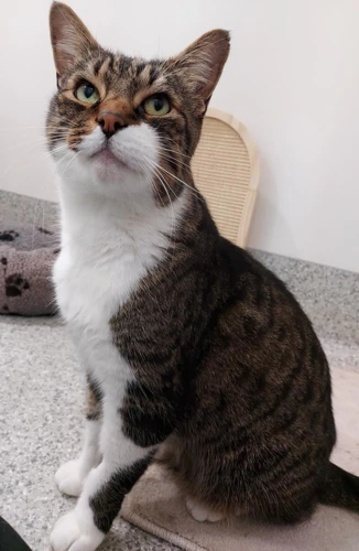 .KitKat 11y male