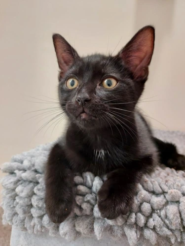 Cinco Cerros and Cazuela  11wk male kitten