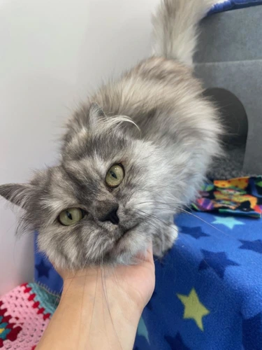 Nala