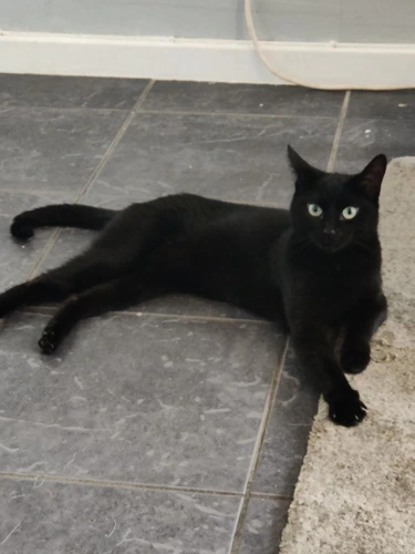 Ebony