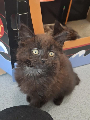 Artemis