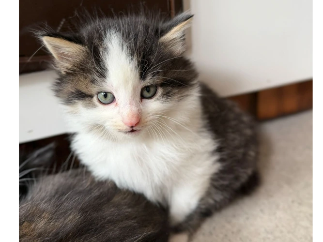 Kittens