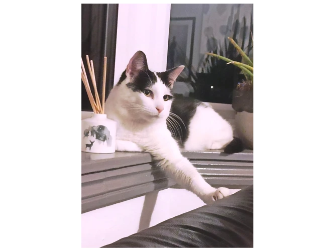 Benji