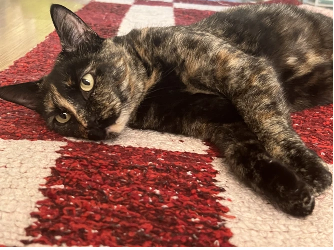 Willow