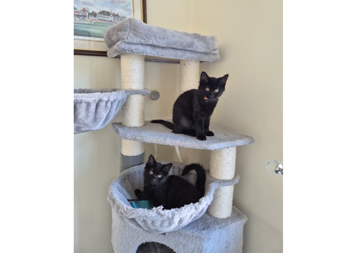 Kittens - Saffron & Chilli