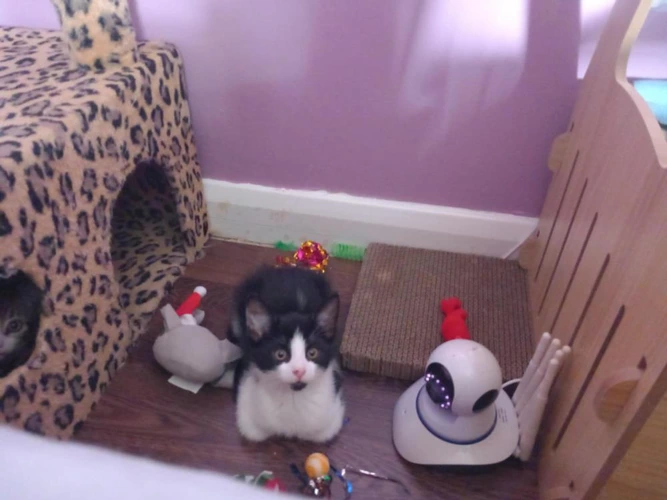 Mario and Bowser