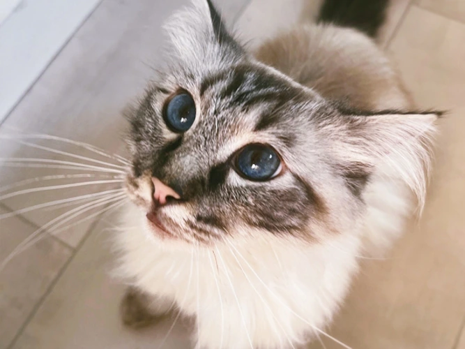 Prince