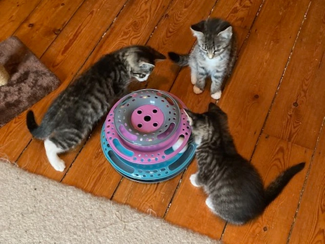 Shy kittens