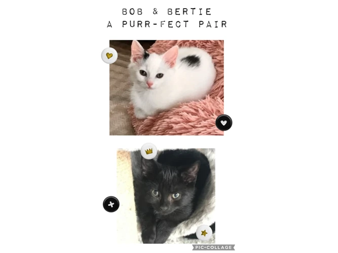 Kittens – Bob & Bertie