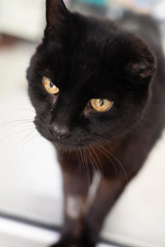 Salem