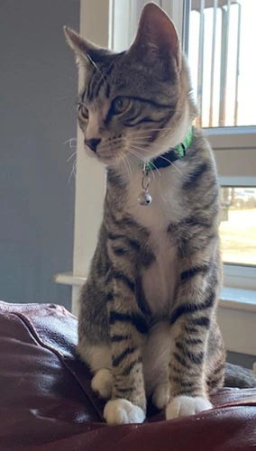 Koda