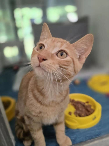 Peanut