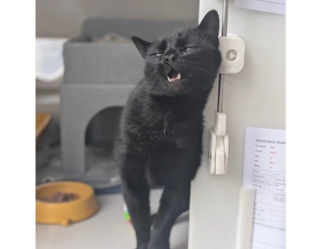 Milo
