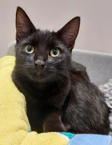 Worm 5m female kitten