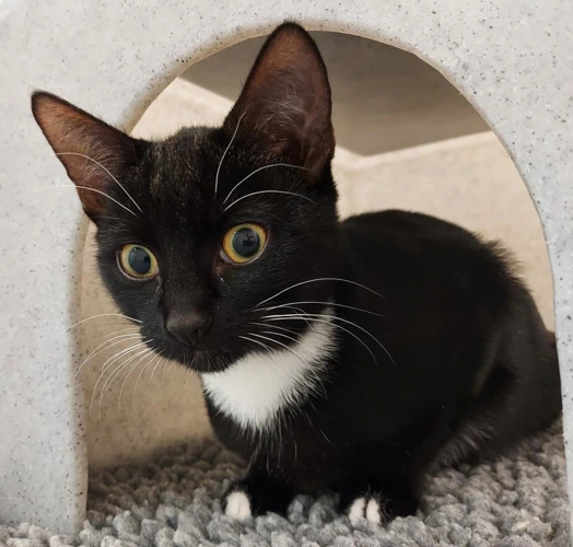 Cricket 5m female kitten