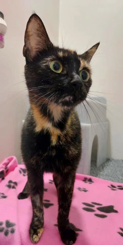 Aurora Borealis 2y Female LAP CAT