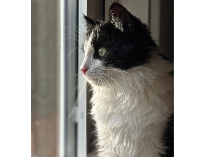 Boris