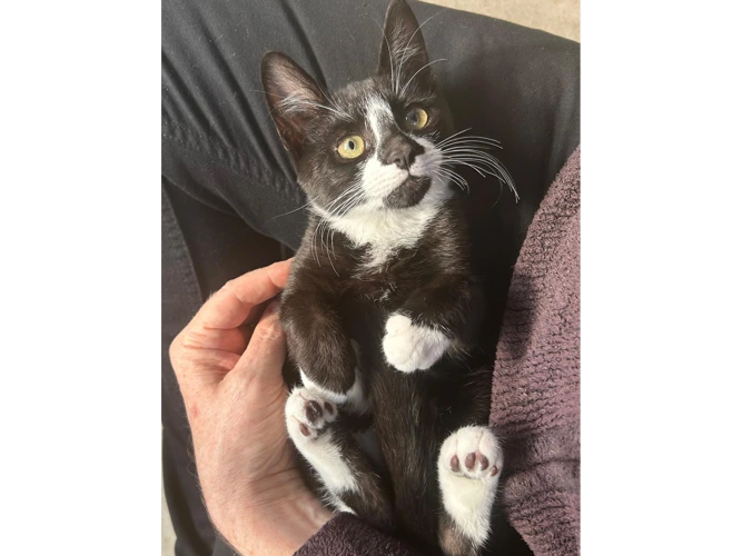 Elvis