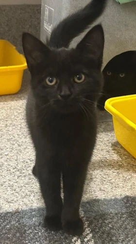 Bucca 2 month old female