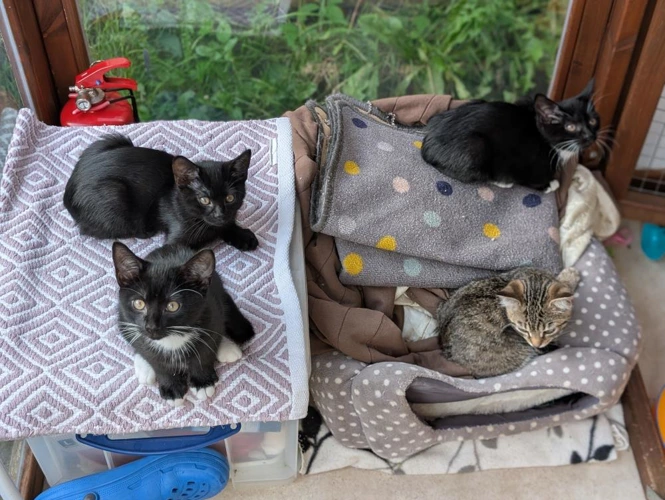 Angus and his Brothers