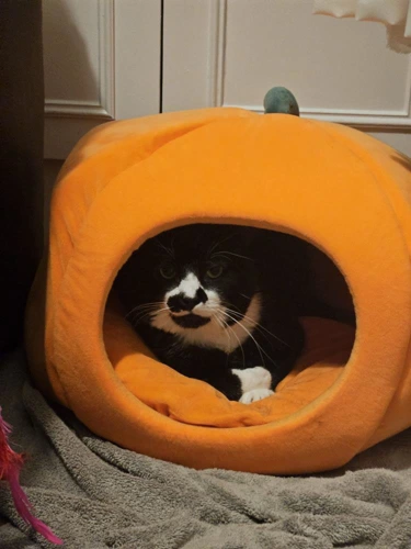 Wandering Wally FIV INDOOR ONLY