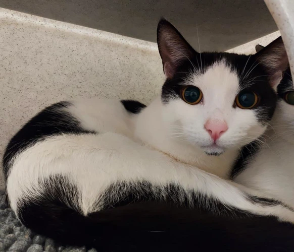 Hamza 18month old male