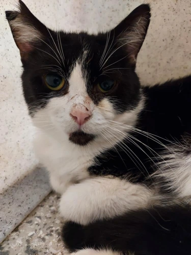 Monty Sinclair 3y male